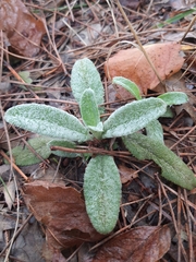 Stachys byzantina