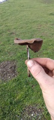 Helvella costifera