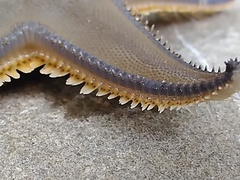 Astropecten jonstoni