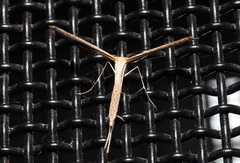 Stenoptilodes taprobanes