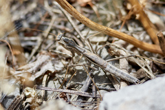 Bolivaria brachyptera