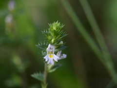 Euphrasia stricta