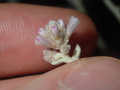 Ptilotus obovatus