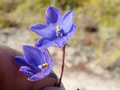 Thelymitra purpurata