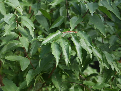 Prunus pensylvanica