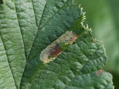 Phyllonorycter
