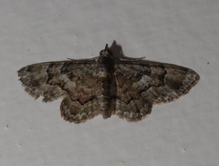 Gymnoscelis lophopus