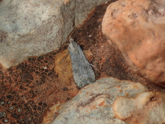 Nomophila corticalis