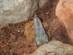 Nomophila corticalis