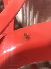 Burtinus notatipennis