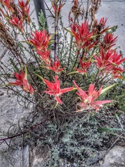 Castilleja linariifolia