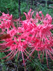 Lycoris radiata