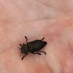 Capnodis tenebricosa