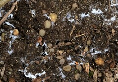 Trichophaea pseudogregaria