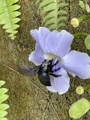 Xylocopa latipes