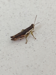 Pseudoxya diminuta