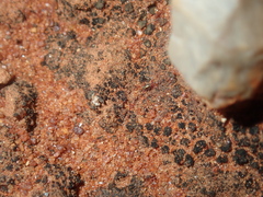 Erythraeidae