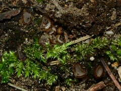 Trichophaea pseudogregaria