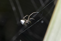 Argyrodes antipodianus