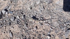 Phrynocephalus versicolor