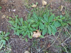 Pilosella piloselloides