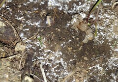 Trichophaea pseudogregaria