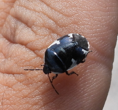 Tritomegas sexmaculatus