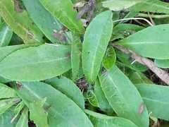 Pilosella piloselloides