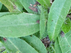 Pilosella piloselloides