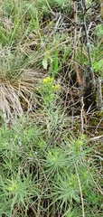 Galatella linosyris