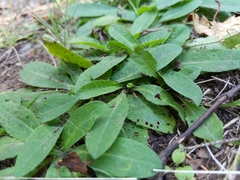 Pilosella piloselloides