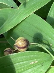 Maianthemum stellatum