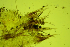 Trichophaea pseudogregaria