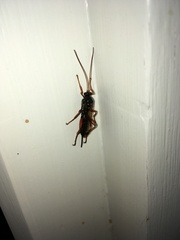 Echthromorpha intricatoria