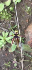 Caladenia conferta