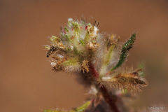 Forsskaolea angustifolia