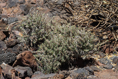 Forsskaolea angustifolia