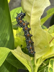 Doleschallia bisaltide