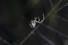 Argyrodes antipodianus