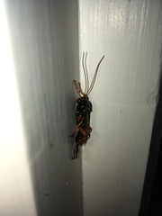 Echthromorpha intricatoria