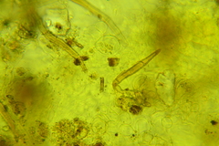 Trichophaea pseudogregaria