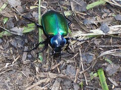 Calosoma sycophanta