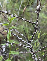 Ceroplastes