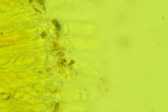 Trichophaea pseudogregaria