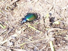 Calosoma sycophanta
