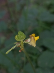 Vigna indica