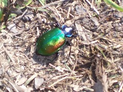 Calosoma sycophanta