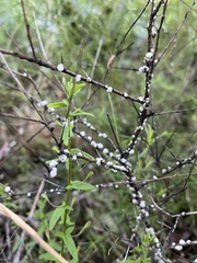 Ceroplastes