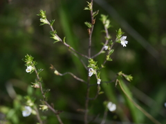 Euphrasia stricta