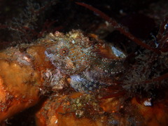 Artedius harringtoni